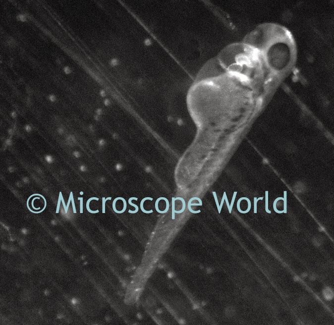 Zebrafish captured under a stereo fluorescence microscope. Zebrafish under a stereo fluorescence microscope, day 3.