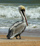 Brown Pelican