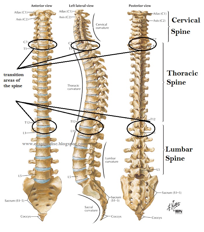 The Back Dr's Blog- Better Posture, Better Sleep & Pain ... back liposuction areas diagram 