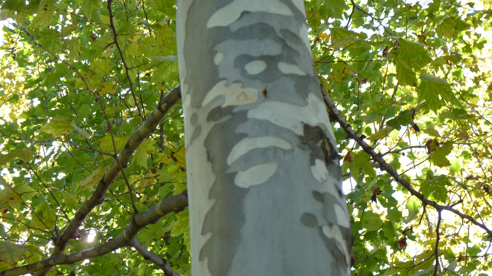 Hope Echoes Sycamore Tutorial