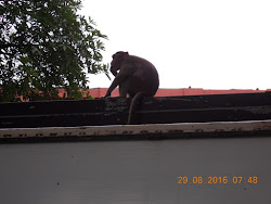 The common Rhesus Macaque on a "Film City" bus top !