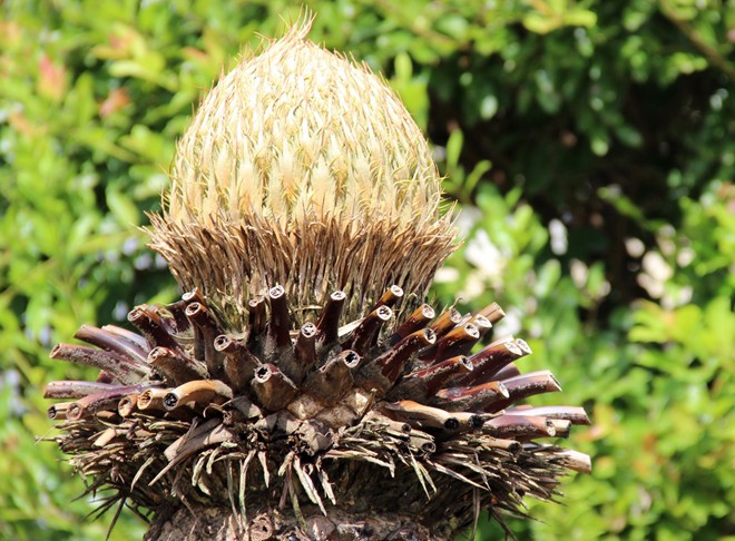 [Image: hoa_van_tue_6.jpg]