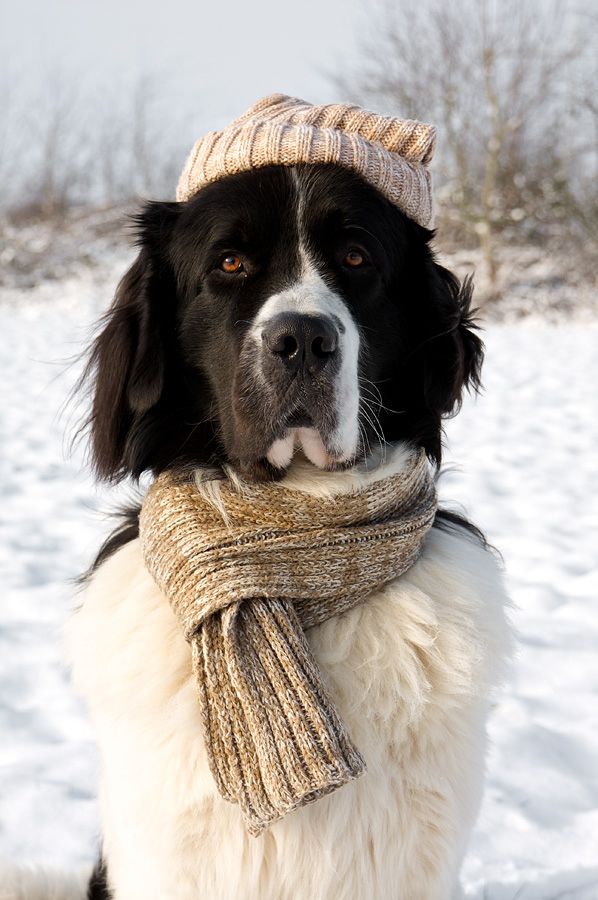 Pet's We Love 5 Dog Breeds From Canada