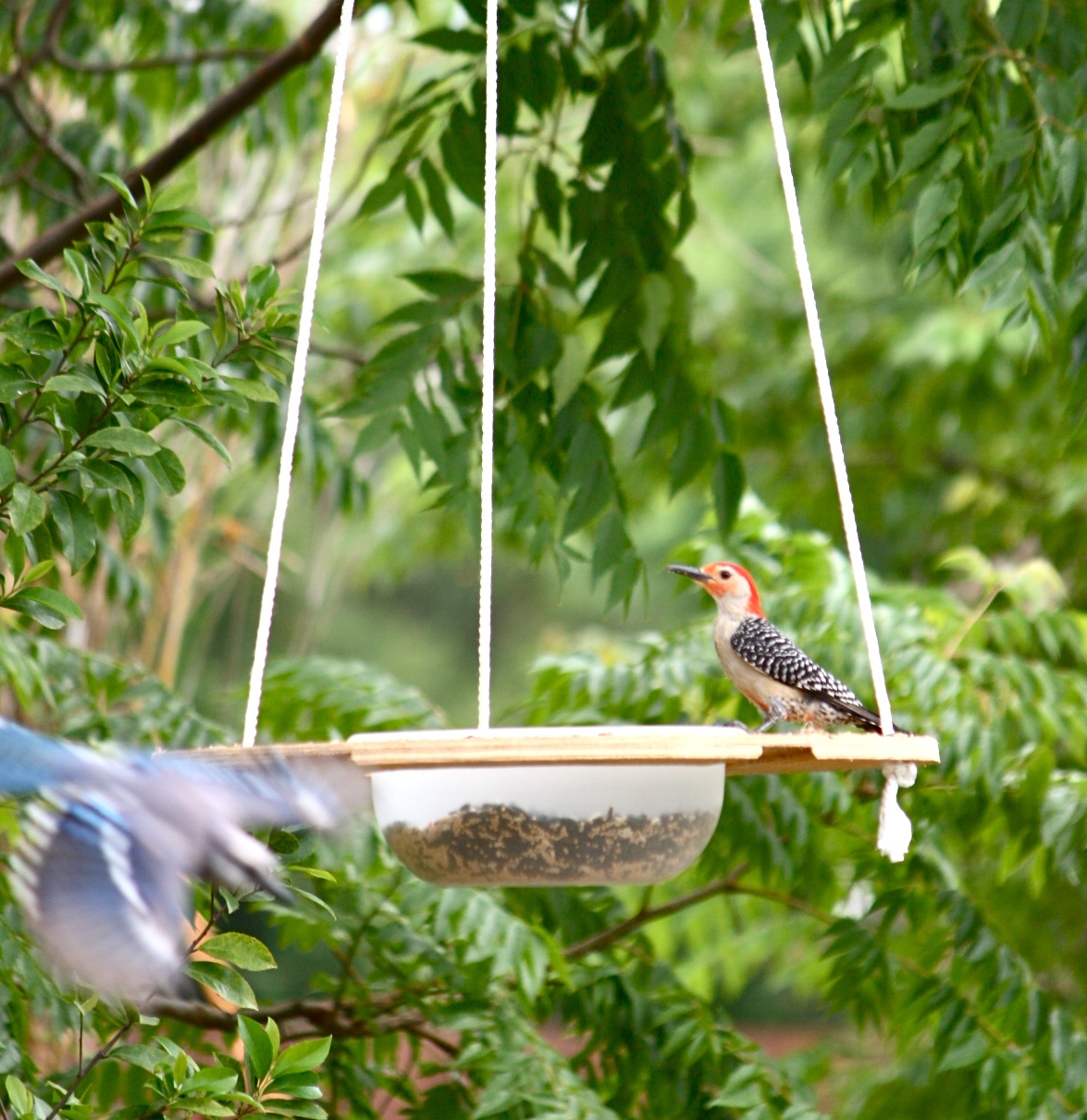 Innovative Florida Bird Feeder Phillip's Natural World