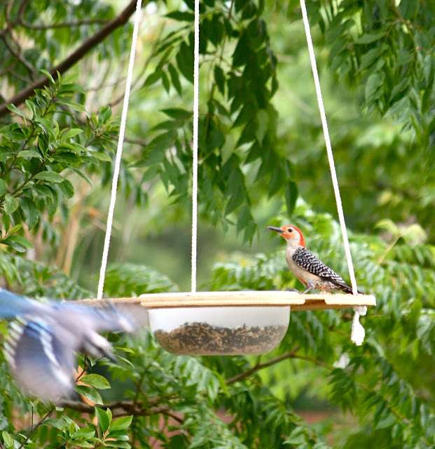 Innovative Florida Bird Feeder Phillip's Natural World