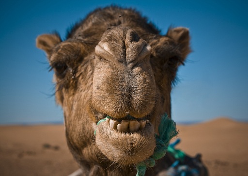 El Camello De Goma
