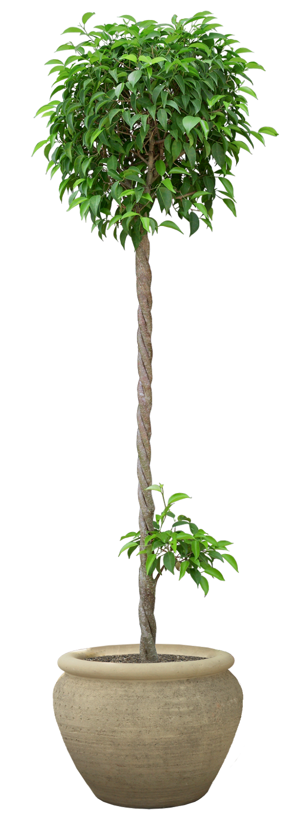 Pleasures in Helping Others: Beautiful Transparent Plants &amp; Trees - 2nd