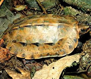 ryukyu leaf turtle