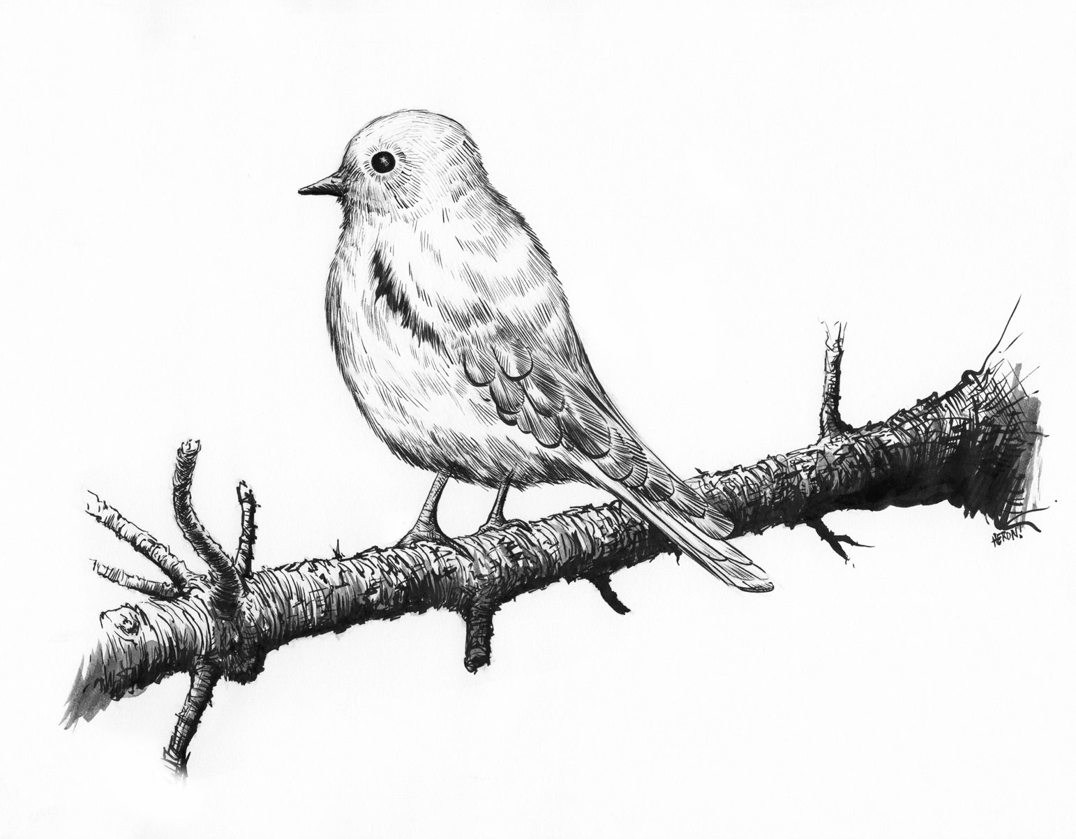 Basic Bird Drawings
