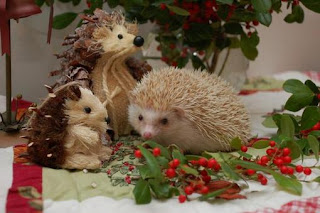 Giữ ấm cho nhím kiểng vào đông 2