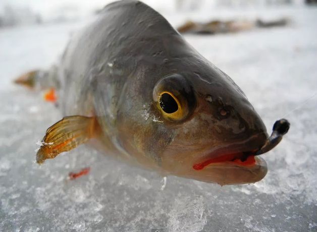 Рыбалка на окуня по первому льду