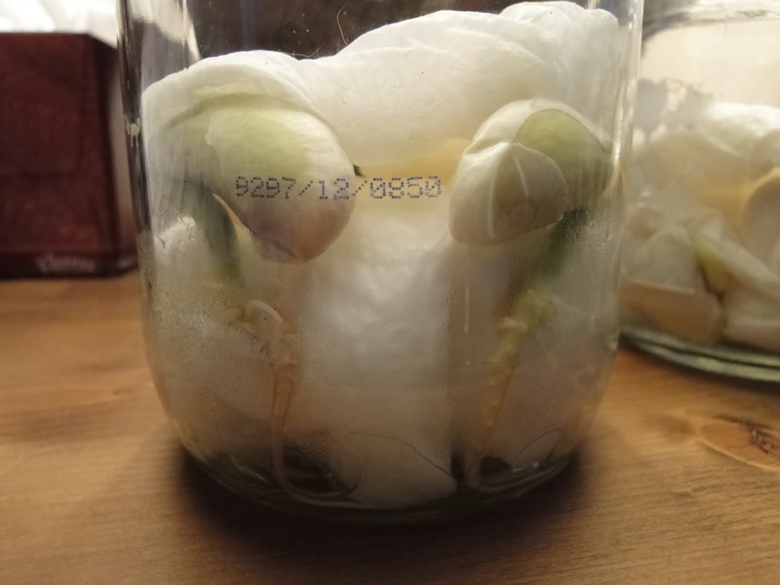 karmamatopoeia Lima Bean Aliens