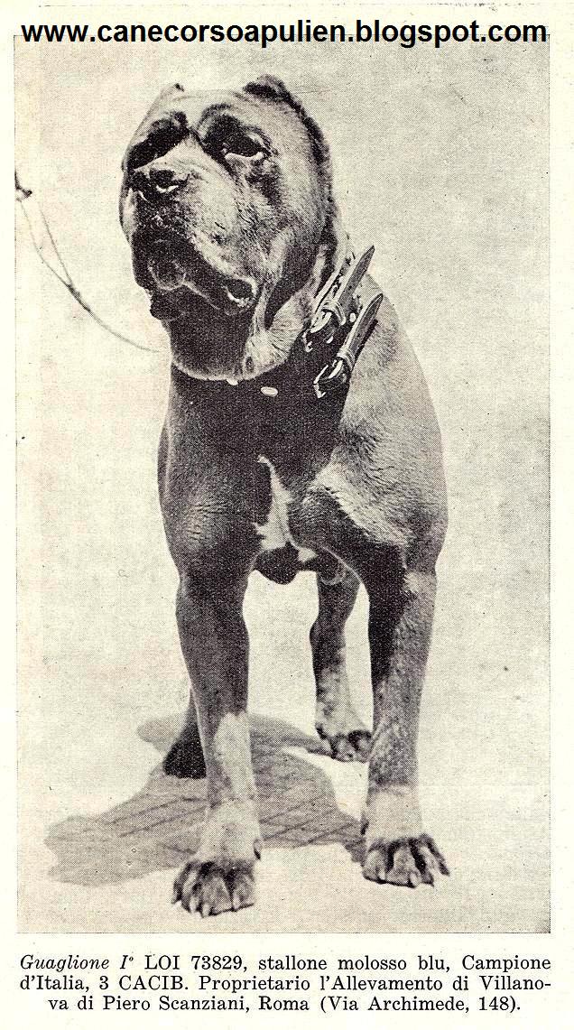 Dog Funcional Il Cane Corso O Cane Corso Italiano