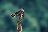 какая птица охотится на голубей. Смотреть фото какая птица охотится на голубей. Смотреть картинку какая птица охотится на голубей. Картинка про какая птица охотится на голубей. Фото какая птица охотится на голубей какая птица охотится на голубей. Смотреть фото какая птица охотится на голубей. Смотреть картинку какая птица охотится на голубей. Картинка про какая птица охотится на голубей. Фото какая птица охотится на голубей