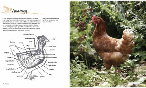 Internal Chicken Anatomy