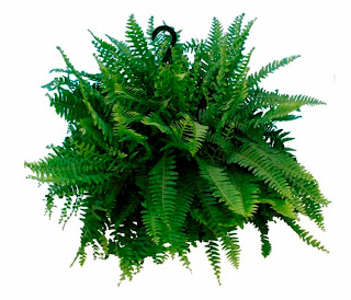Boston+Fern.jpg