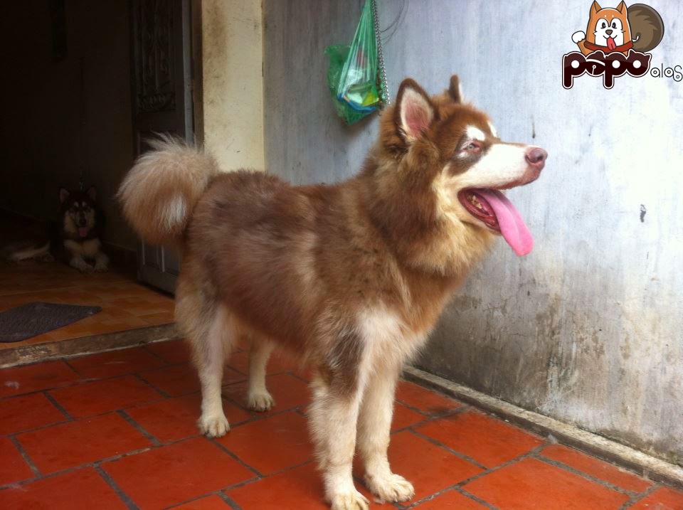 Alaska Phi Ưng Alaska Phi Ưng