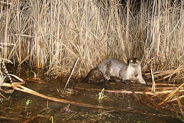 Camera Trap Codger: The otter paused
