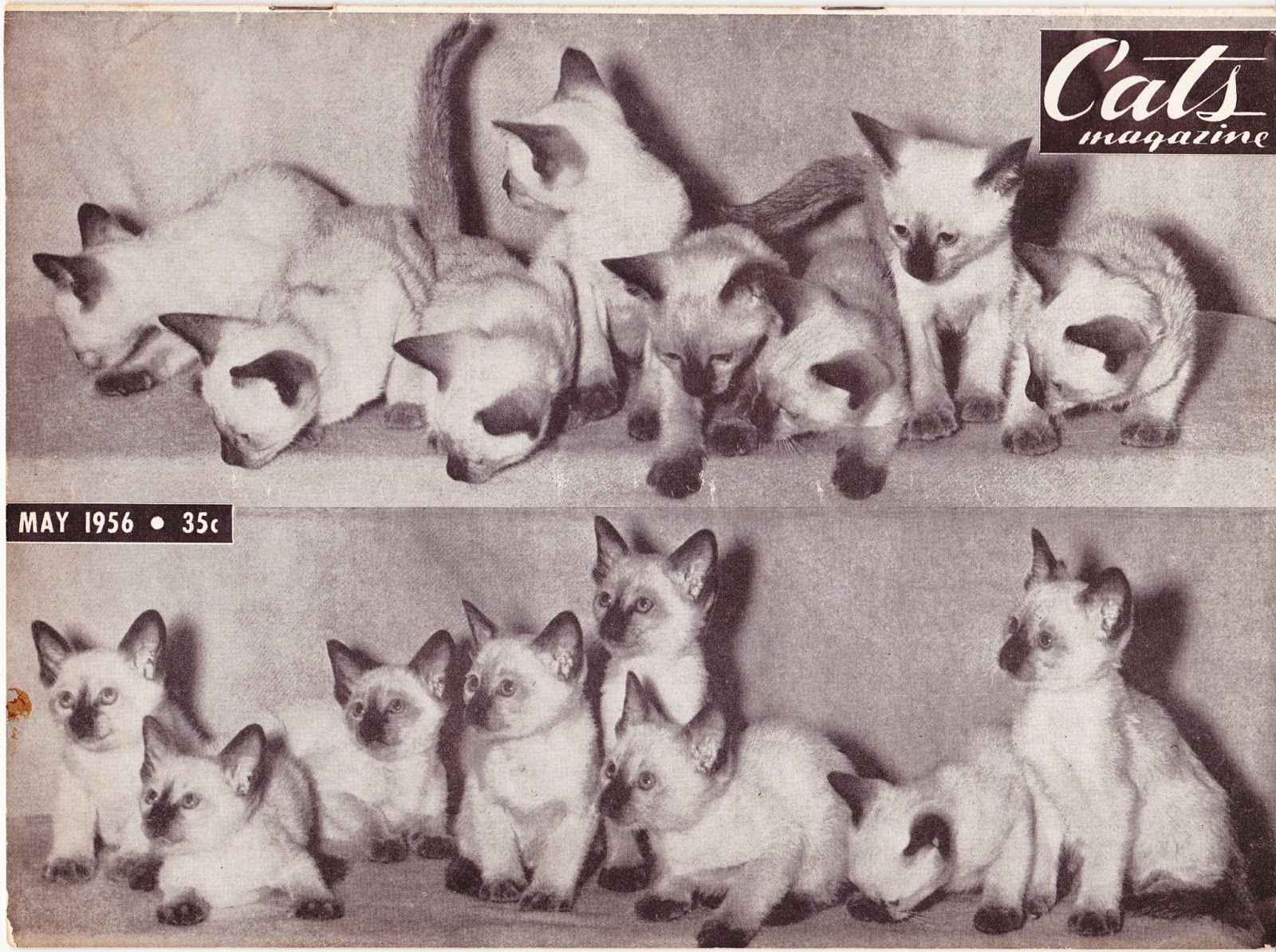 Papergreat Covers from three 1950s issues of Cats Magazine