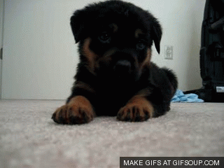 funny animal gifs, animals gifs, funny gifs, animated pictures