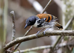 SPOTTED ANTBIRD