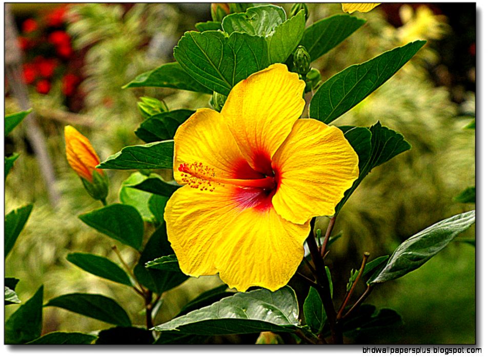 HAWAIIAN FLOWERS NAMES   FLOWERS NAMES  HAWAIIAN FLOWERS NAMES HAWAIIAN FLOWERS NAMES   FLOWERS NAMES  HAWAIIAN FLOWERS NAMES