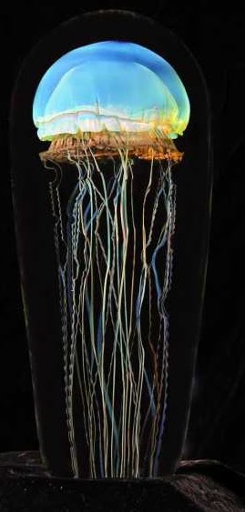 Animals Plants Rainforest: Moon jellyfish+picture
