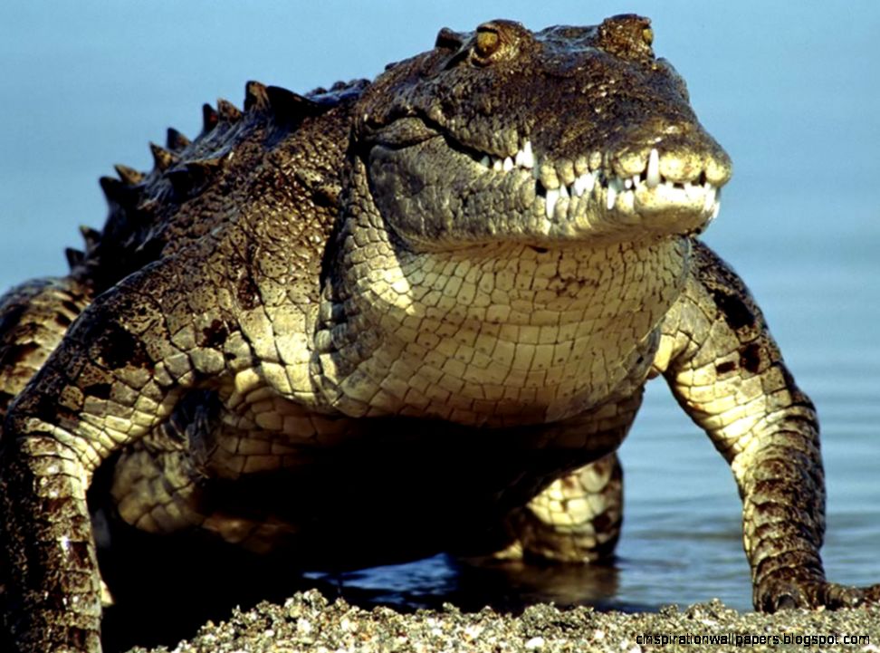 American Crocodile American Crocodile