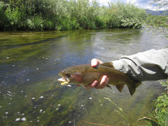Brown+Trout+caught+on+foam+hopper+with+Jay+Scott+Outdoors.JPG