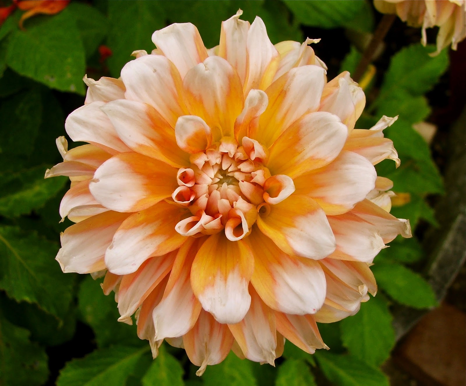 Garden and Bliss DAHLIA ELEGANCE AND DIGNITY