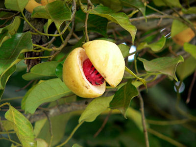 What does nutmeg taste like?