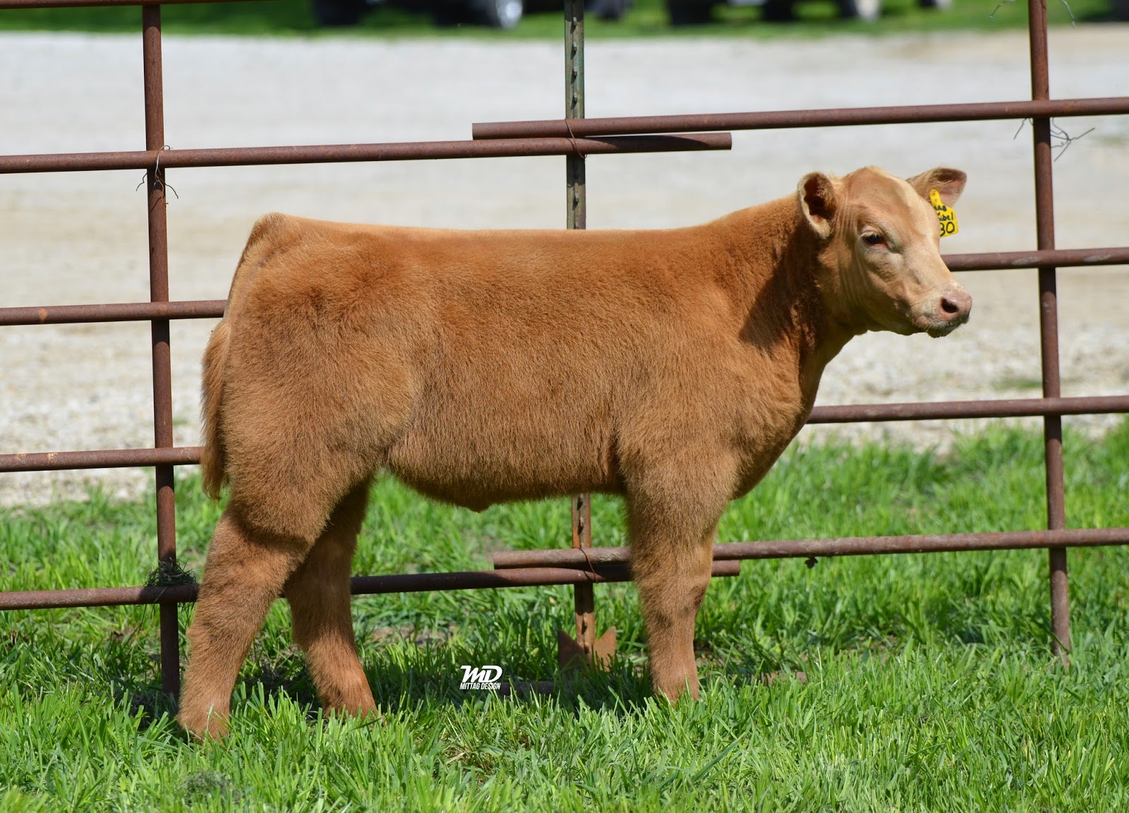 MITTAG Blog Staley Show Cattle Charter Oak, IA
