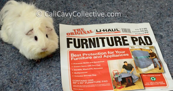 Cali Cavy Collective A Blog About All Things Guinea Pig Guinea