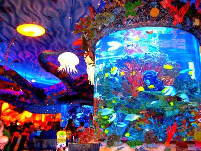 Fun Animals Wiki, Videos, Pictures, Stories: Leaking Fish Tank in One of  Disney's Restaurants Soaked Nearby Diners