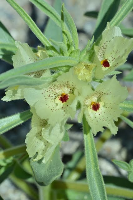 Ghost Flower, Mohavea confertiflora_1679