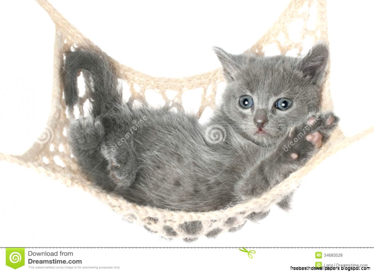 Gray and White Cute Kittens Gray and White Cute Kittens