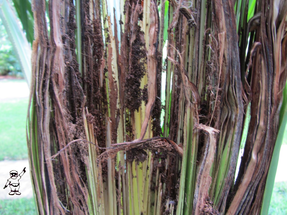 Ae Ae Banana In Coral Gables