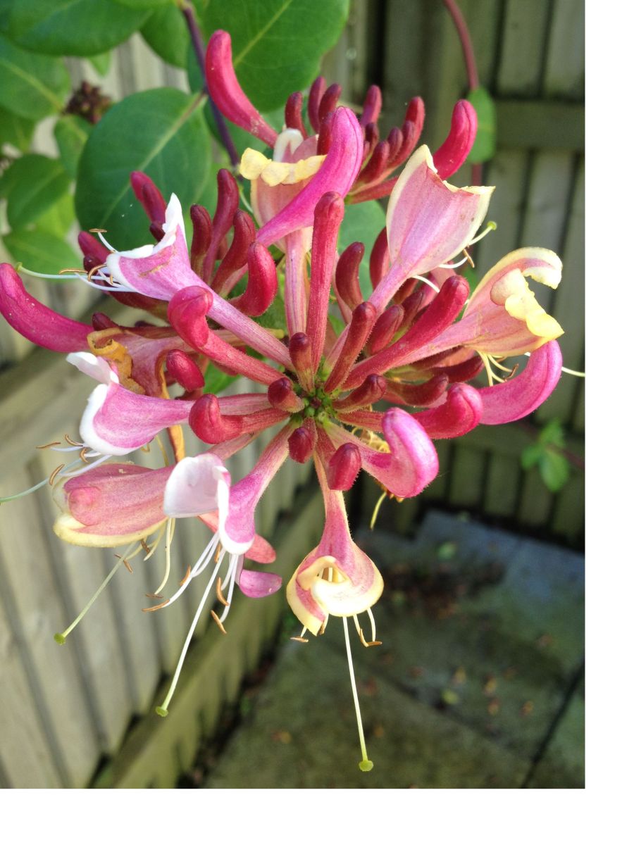 Crabapple Landscapexperts Summer Flowering Shrubs Part 3 Of 4