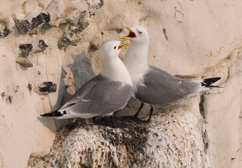 Seagulls Identify this Wildlife The RSPB Community