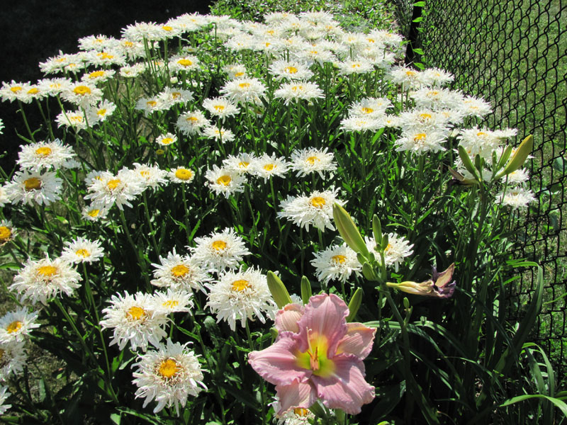 Taste the World! Midwest Flower Power