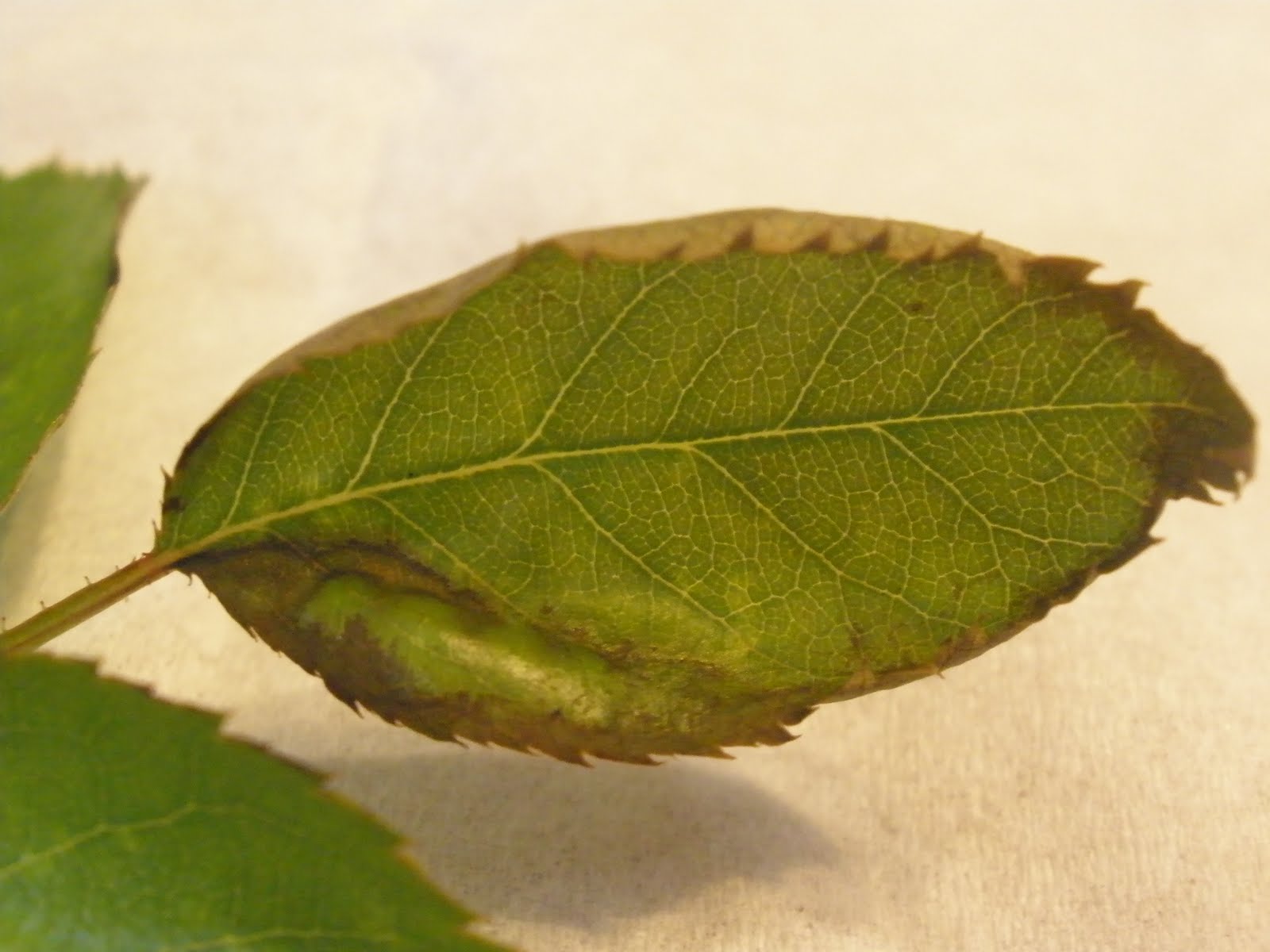 Casa Mariposa HELP! What's wrong with my rose?