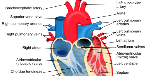 Research Trailer Park: Phun Physiology: Is excessive endurance exercise