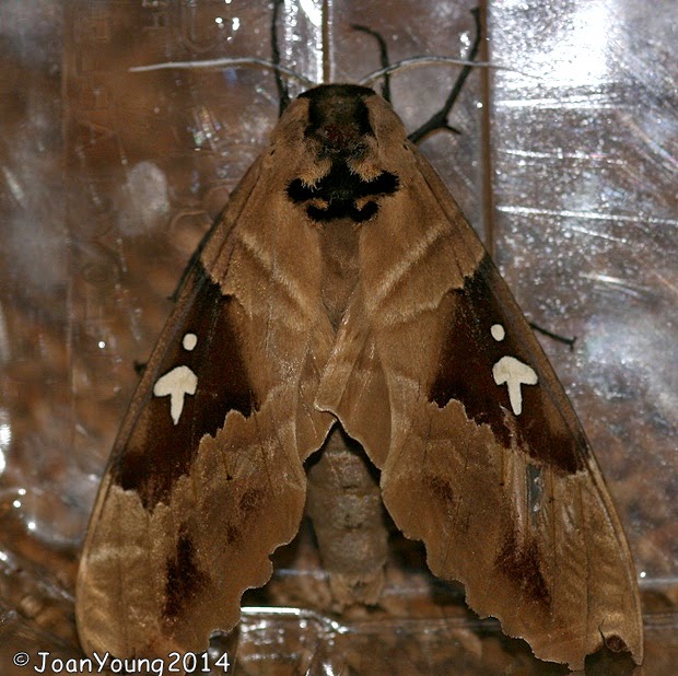 South African Photographs Arrow Sphinx Moth (Lophostethus dumolinii)