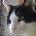 Κέντριξ ο διασημότερος γάτος της Ηλιούπολης ψάχνει την παντοτινή του οικογένεια...