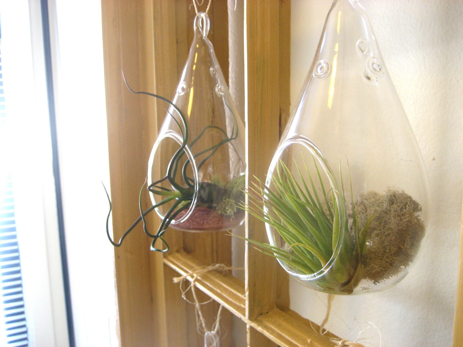 Chuck Does Art Diy Hanging Window Frame Tillandsia Air Plant Diy Hanging Window Frame Tillandsia Air Plant Terrarium And Wall Art
