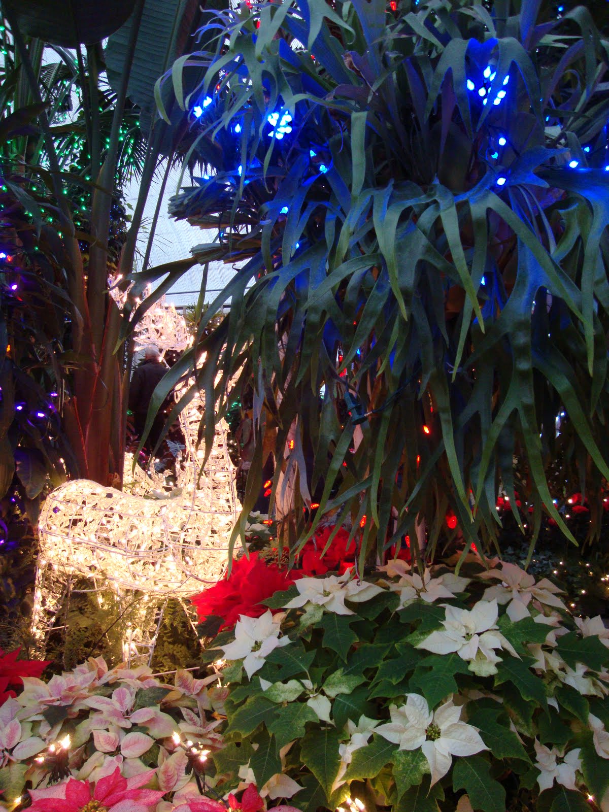 danger garden: Christmas in Spokane, WA…