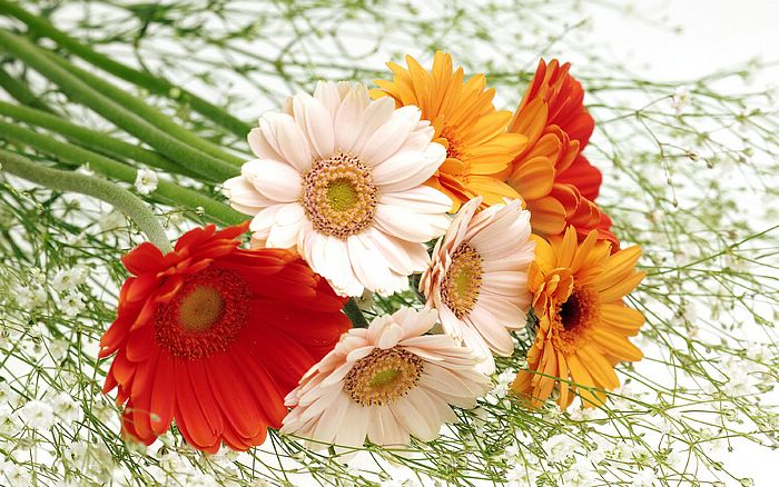 flowers for flower lovers.: May 2013
