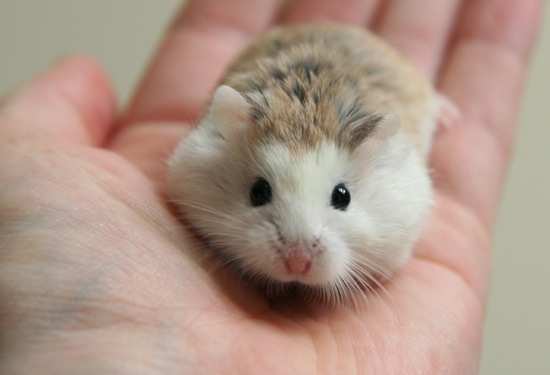 Robo Hamster Dwarf