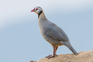 Arabian Partridge (Alectoris melanocephala)