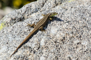 Lagartija carpetana, Iberolacerta cyneri Lagartija carpetana, Iberolacerta cyneri